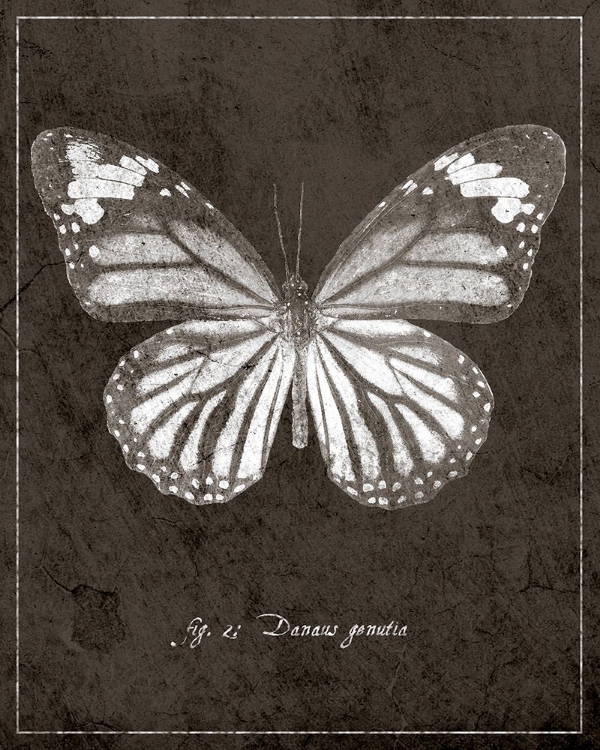 Picture of BUTTERFLY G