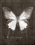 Picture of BUTTERFLY H
