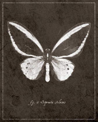 Picture of BUTTERFLY I