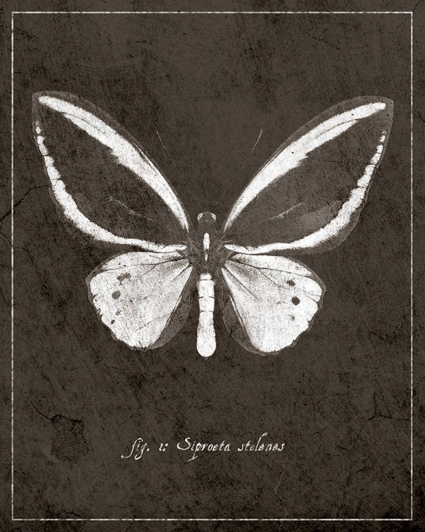 Picture of BUTTERFLY I