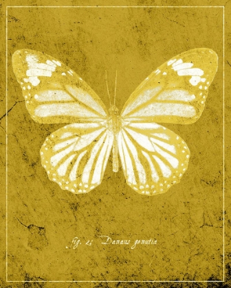 Picture of BUTTERFLY J