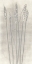 Picture of GRAY WHEAT