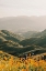 Picture of PALOMAR
