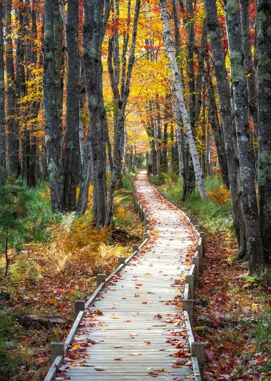 Picture of AUTUMN BOARDWALK I