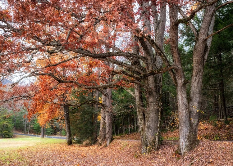 Picture of AUTUMN DRIVE II