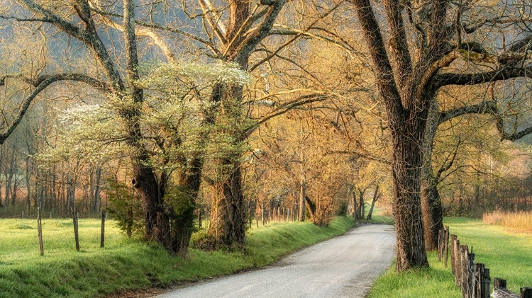 Picture of DOGWOODS