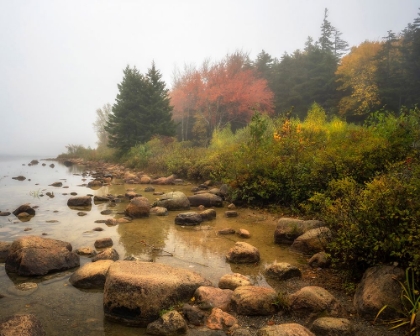 Picture of MISTY MAINE