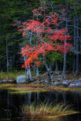 Picture of RED REFLECTIONS I