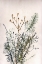 Picture of BOUQUET 5