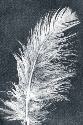 Picture of FEATHER 1 DARK