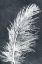 Picture of FEATHER 1 DARK
