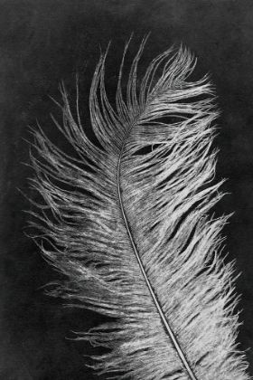 Picture of FEATHER 3 DARK