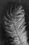 Picture of FEATHER 3 DARK