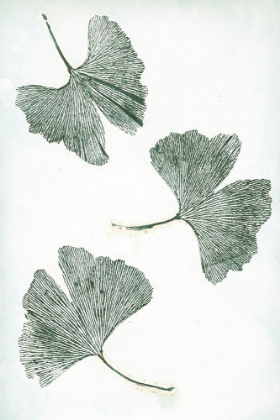Picture of GINKGO 1 GREEN