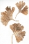 Picture of GINKGO 3 BROWN