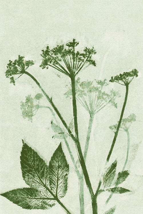 Picture of GROUND ELDER GREEN