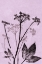 Picture of GROUND ELDER VIOLET