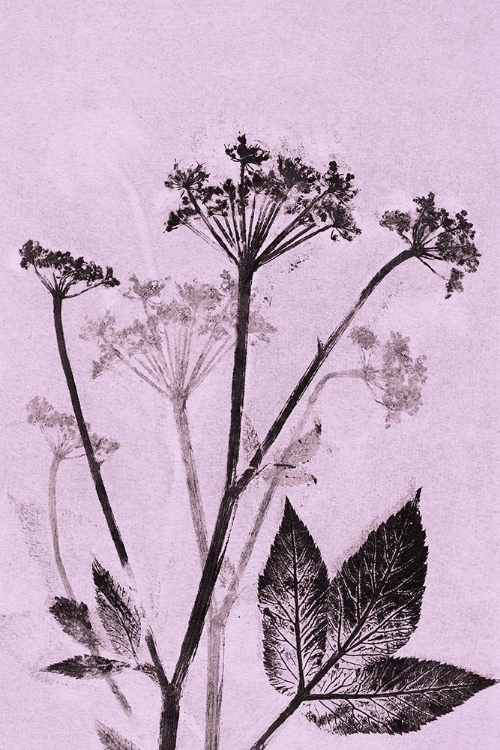 Picture of GROUND ELDER VIOLET