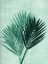 Picture of PALM 4 GREEN