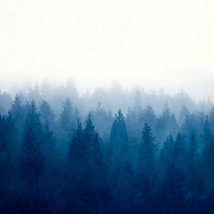 Picture of HEART AND SOUL - FOGGY FOREST