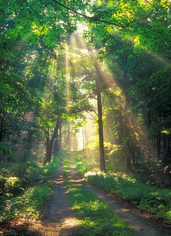 Picture of FOREST SUNSHINE