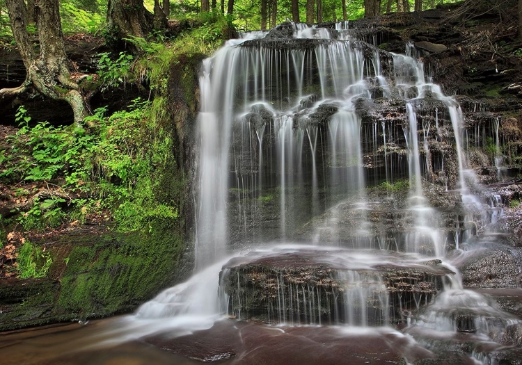 Picture of GUNN BROOKS FALLS