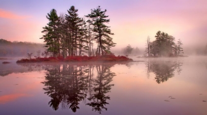 Picture of ISLANDS IN THE PINK