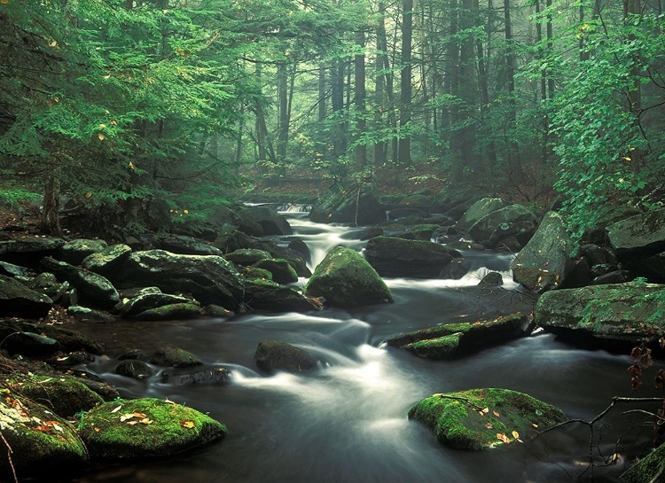 Picture of SAWMILL RIVER