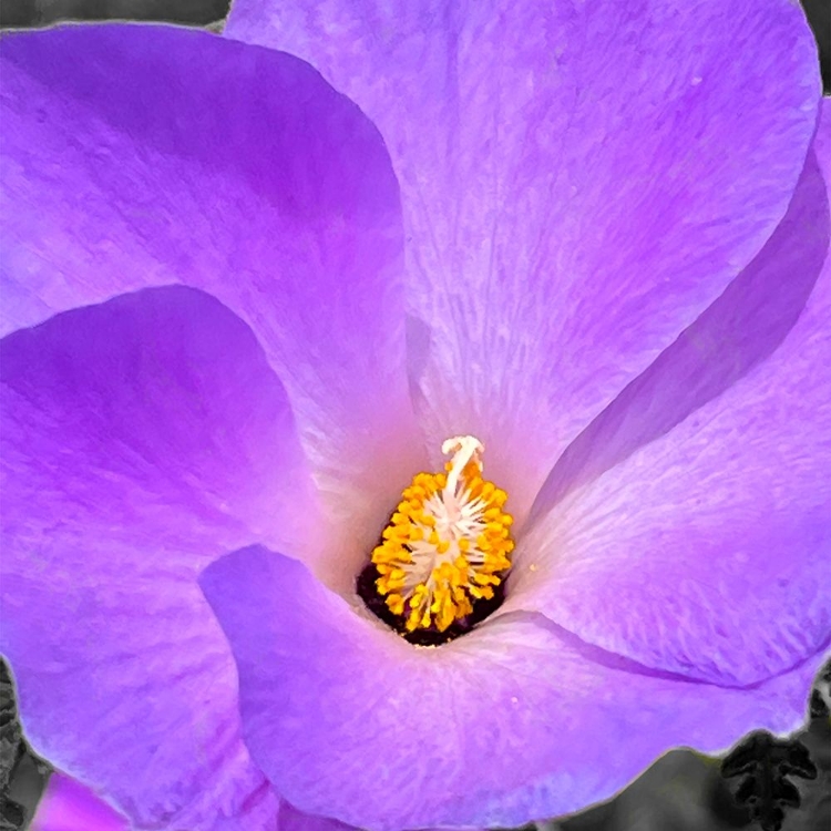 Picture of BLUE HIBISCUS 1