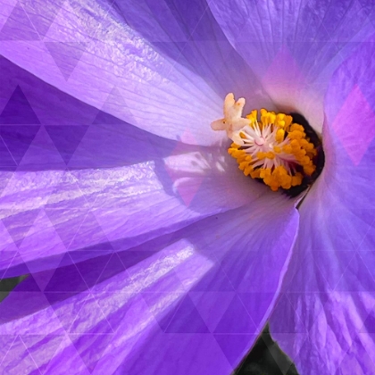 Picture of BLUE HIBISCUS GEOMETRIC