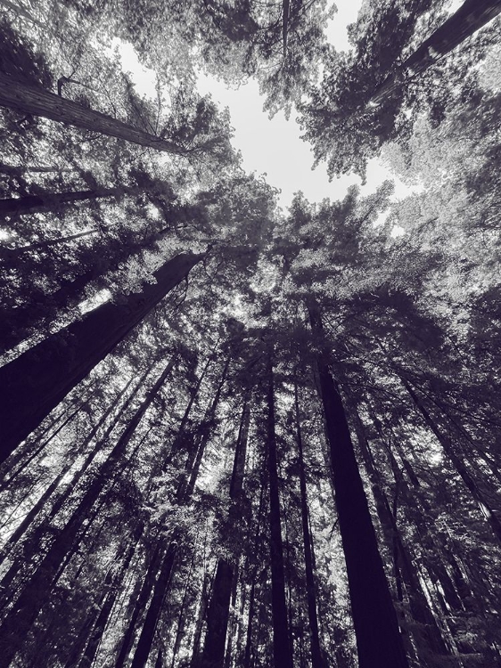 Picture of REDWOOD TREES BW