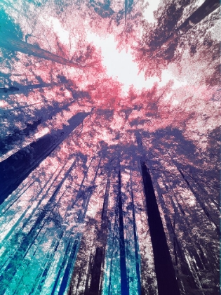 Picture of REDWOOD TREES TINT 1