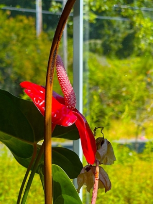 Picture of FLAMINGO FLOWER