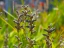Picture of LUPIN SEEDPOD 1