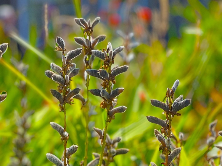 Picture of LUPIN SEEDPOD 1