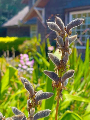 Picture of LUPIN SEEDPOD 2