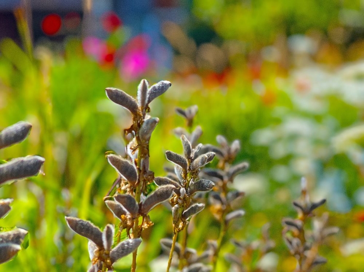 Picture of LUPIN SEEDPOD 3