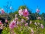 Picture of PINK FLOWER