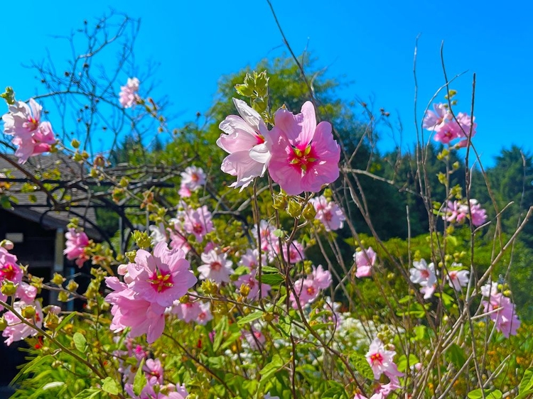 Picture of PINK FLOWER