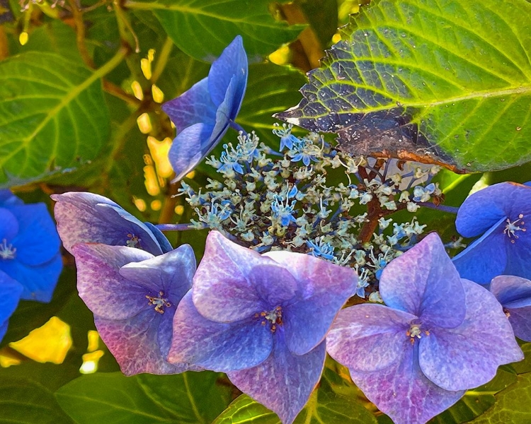 Picture of HYDRANGEA 1