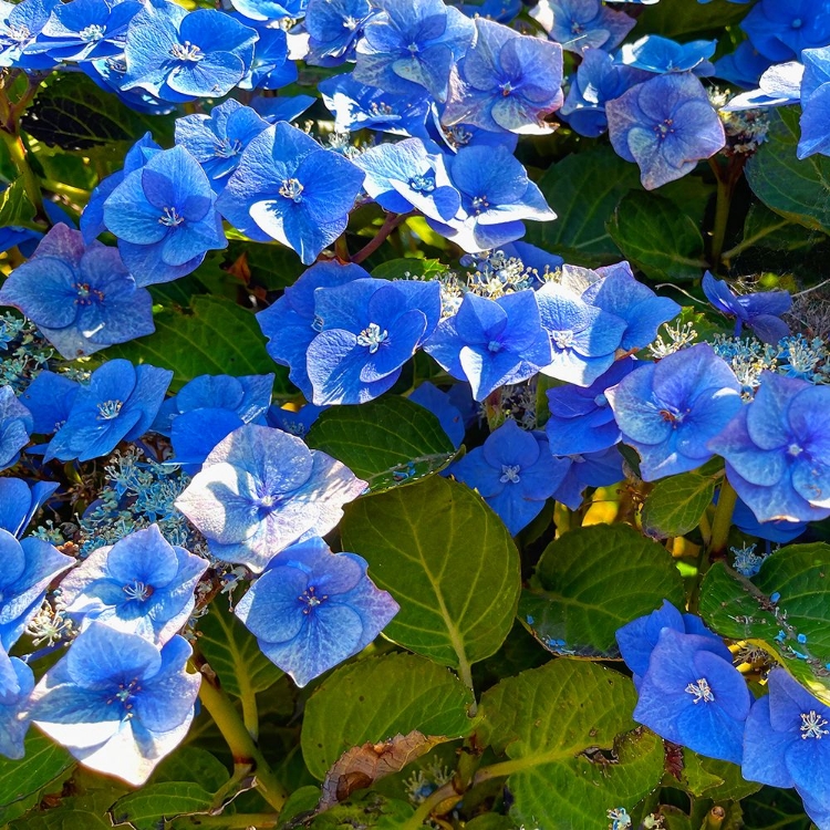 Picture of HYDRANGEA 2