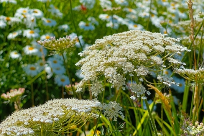 Picture of QUEEN ANNES LACE