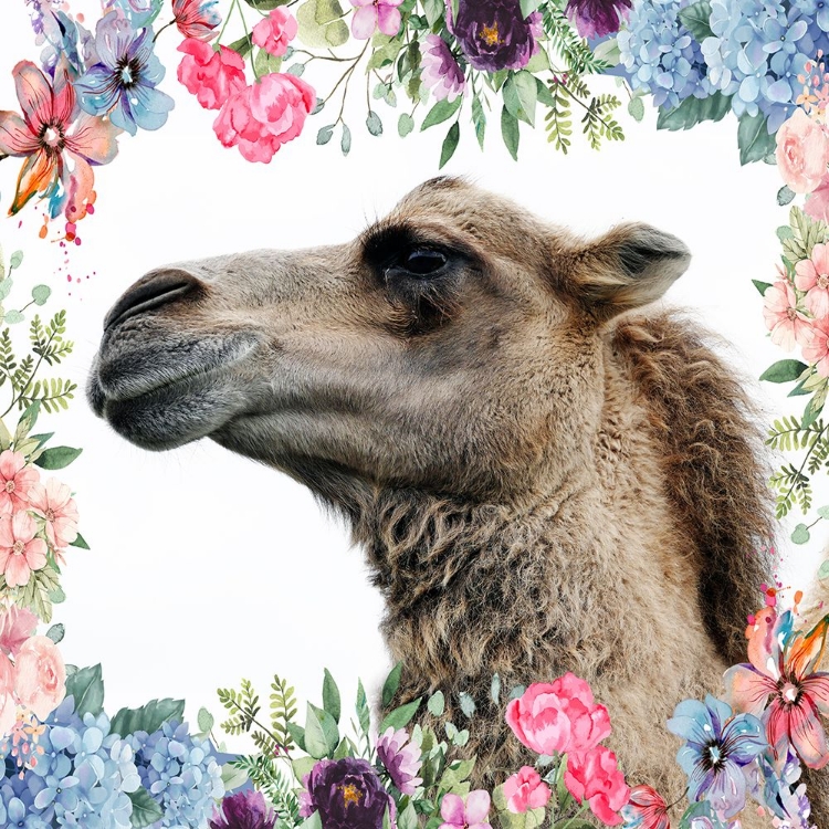 Picture of CAMEL