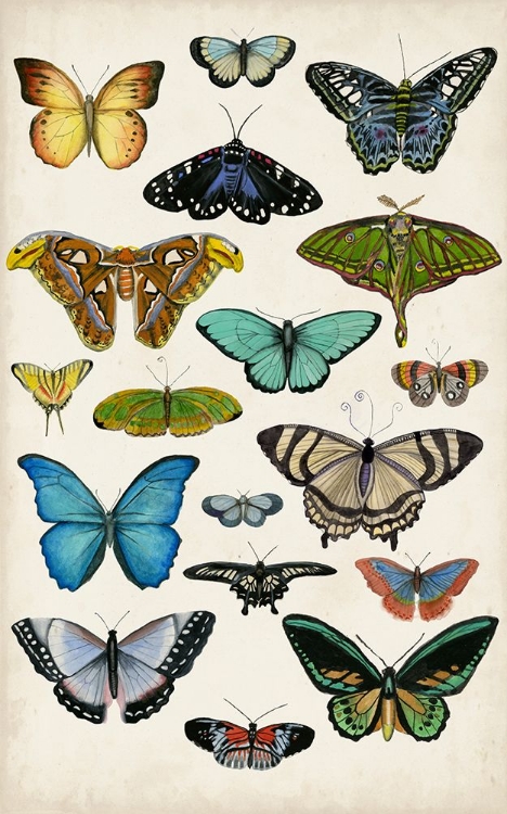 Picture of BUTTERFLY TAXONOMY I