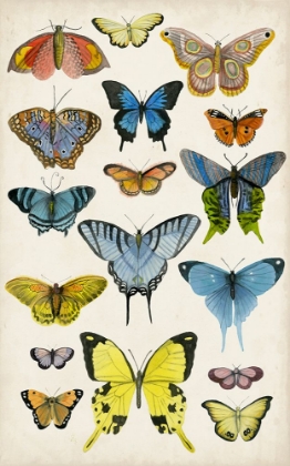 Picture of BUTTERFLY TAXONOMY II