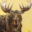 Picture of A LARGE MOOSE
