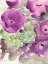 Picture of THE PURPLE BOUQUET II