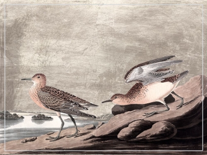 Picture of GILDED SANDPIPERS IV