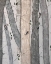 Picture of INTO THE WOODS I