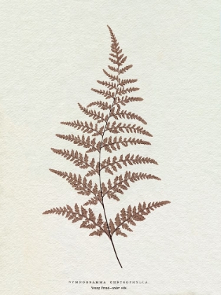 Picture of LOWE SEPIA FERN I